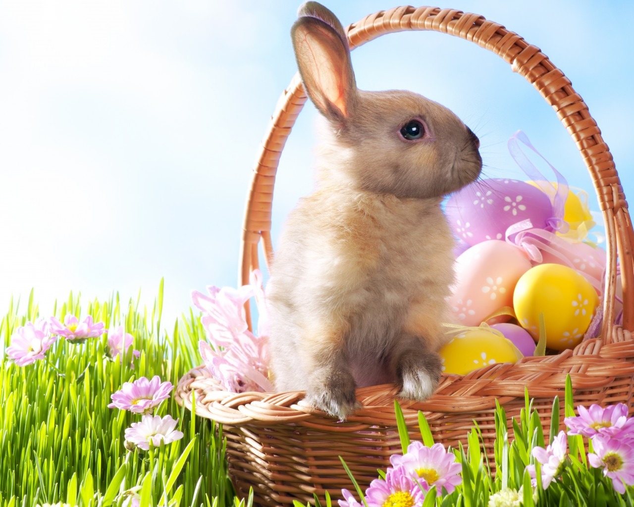 Easter Bunny , HD Wallpaper & Backgrounds