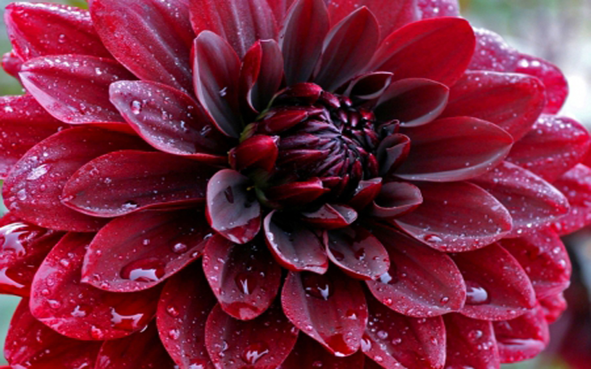 Red Dahlia Flower , HD Wallpaper & Backgrounds