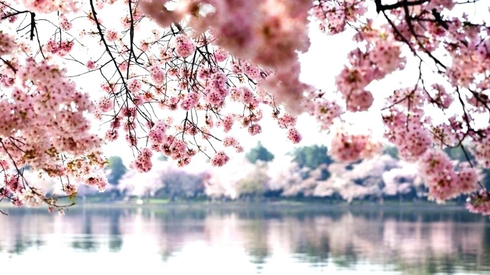 Cherry Blossom Tree Royalty Free , HD Wallpaper & Backgrounds