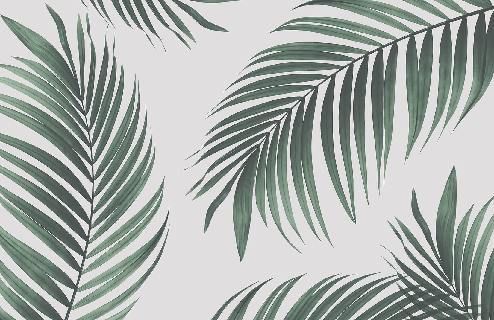 Tropical Palm Wall Mural , HD Wallpaper & Backgrounds