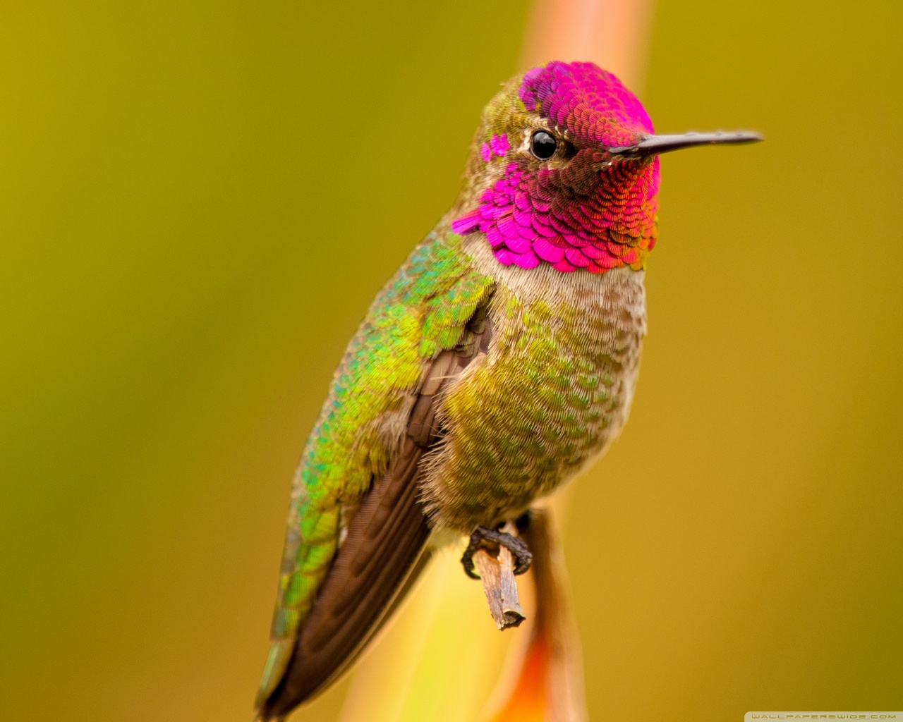 Hummingbird Hd , HD Wallpaper & Backgrounds