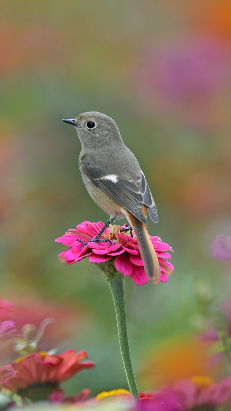 Flowers And Birds In Nature , HD Wallpaper & Backgrounds
