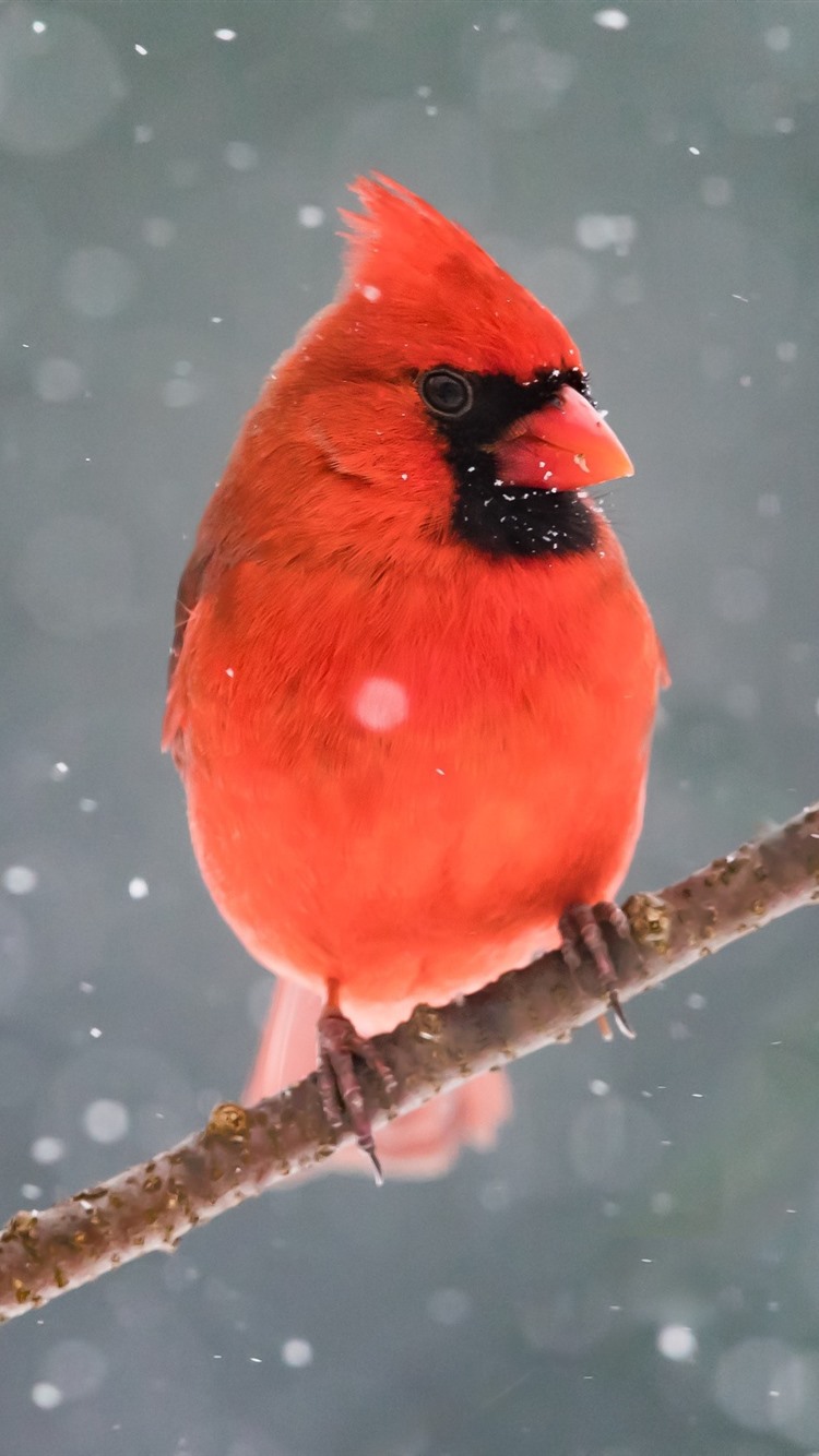 Iphone Wallpaper Cardinal In Snow , HD Wallpaper & Backgrounds
