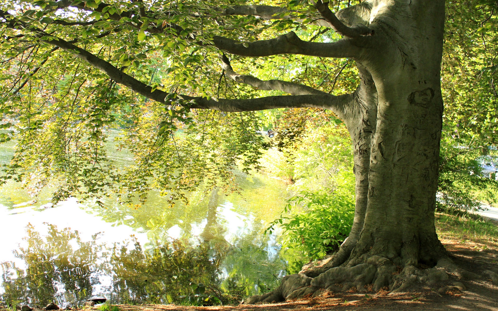 Under The Big Tree , HD Wallpaper & Backgrounds