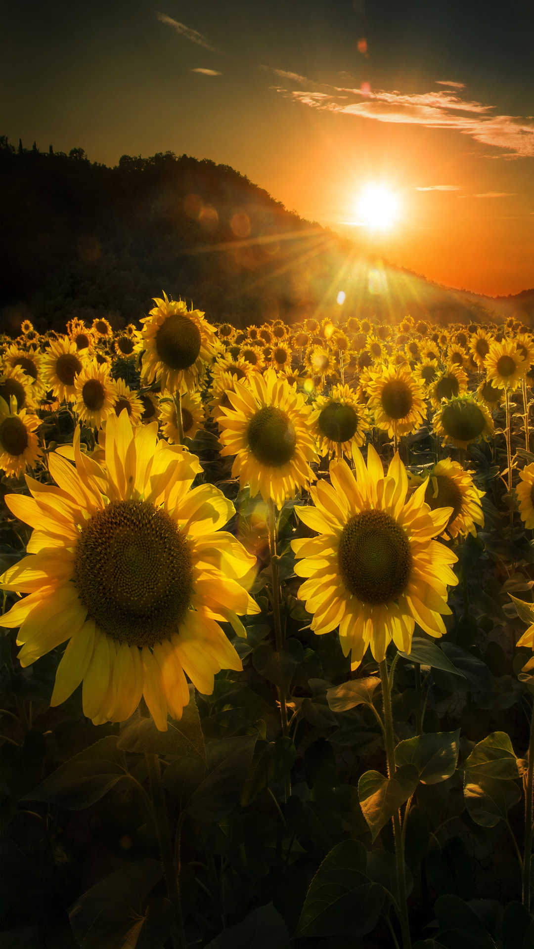 Sunflowers Sunset , HD Wallpaper & Backgrounds