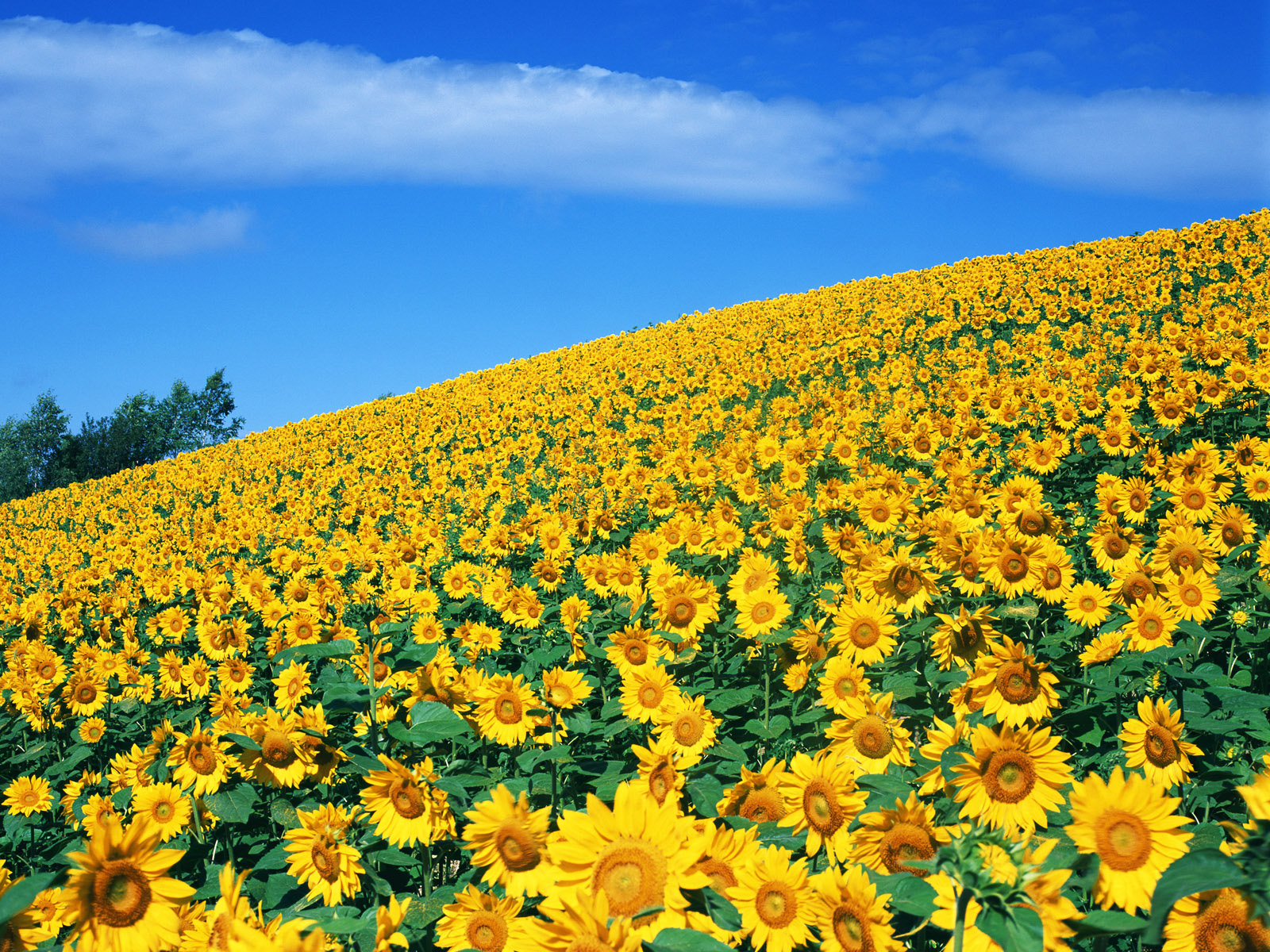 Sunflower Wallpaper , HD Wallpaper & Backgrounds