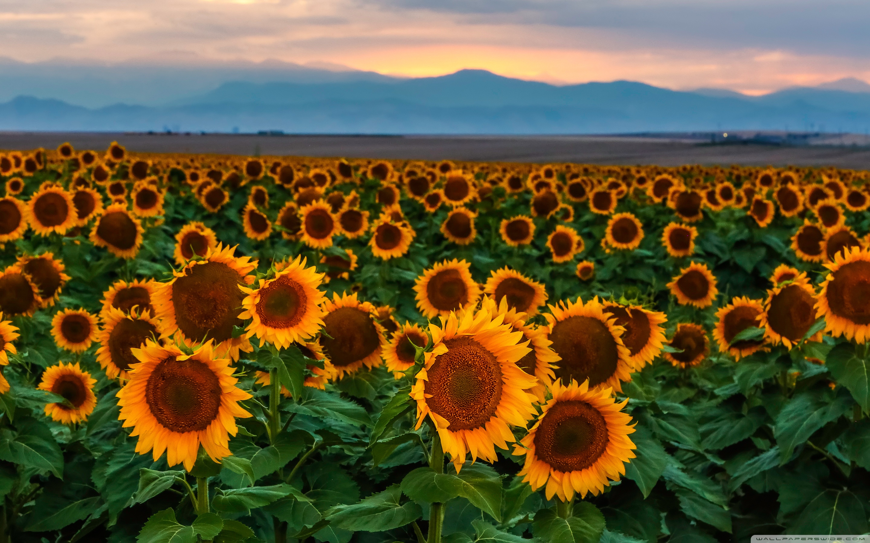 High Resolution Sunflower Field , HD Wallpaper & Backgrounds