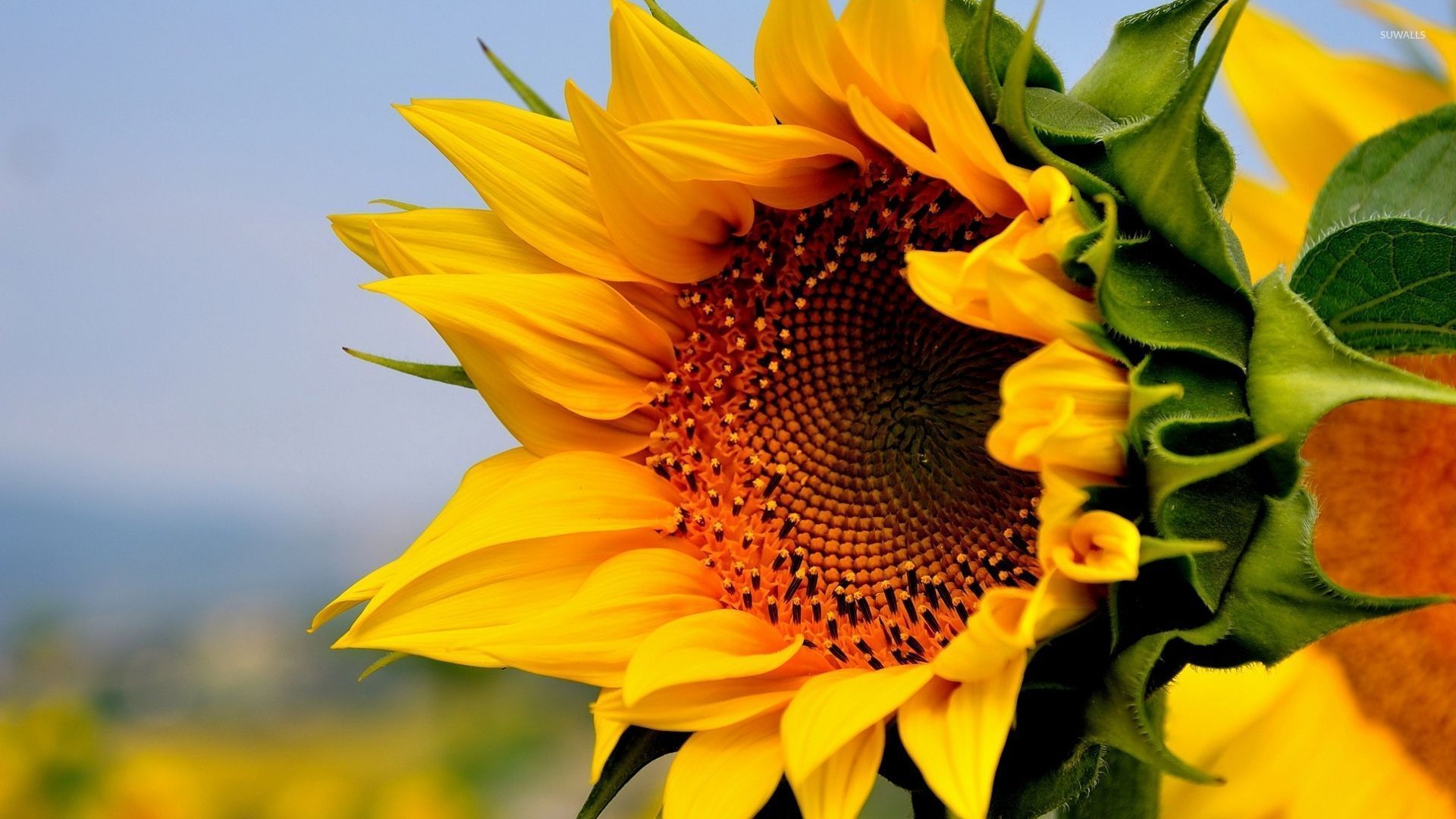 Sun Flower , HD Wallpaper & Backgrounds