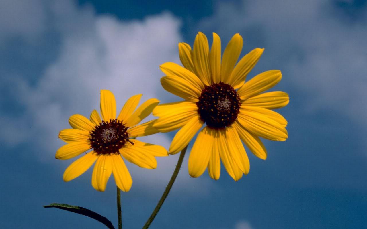 Wild Native Sunflower Kansas , HD Wallpaper & Backgrounds