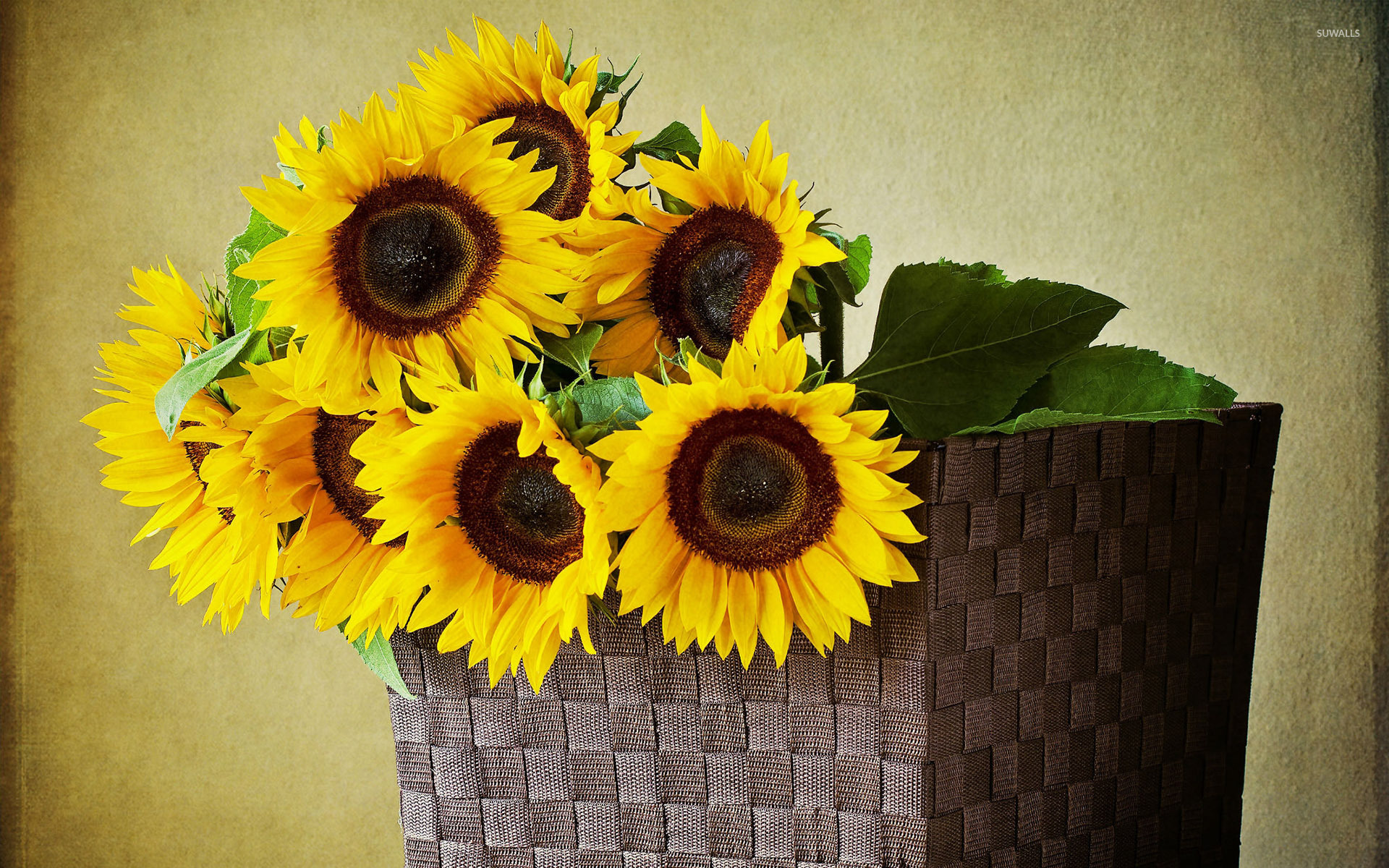 High Resolution Sunflower Bouquet , HD Wallpaper & Backgrounds