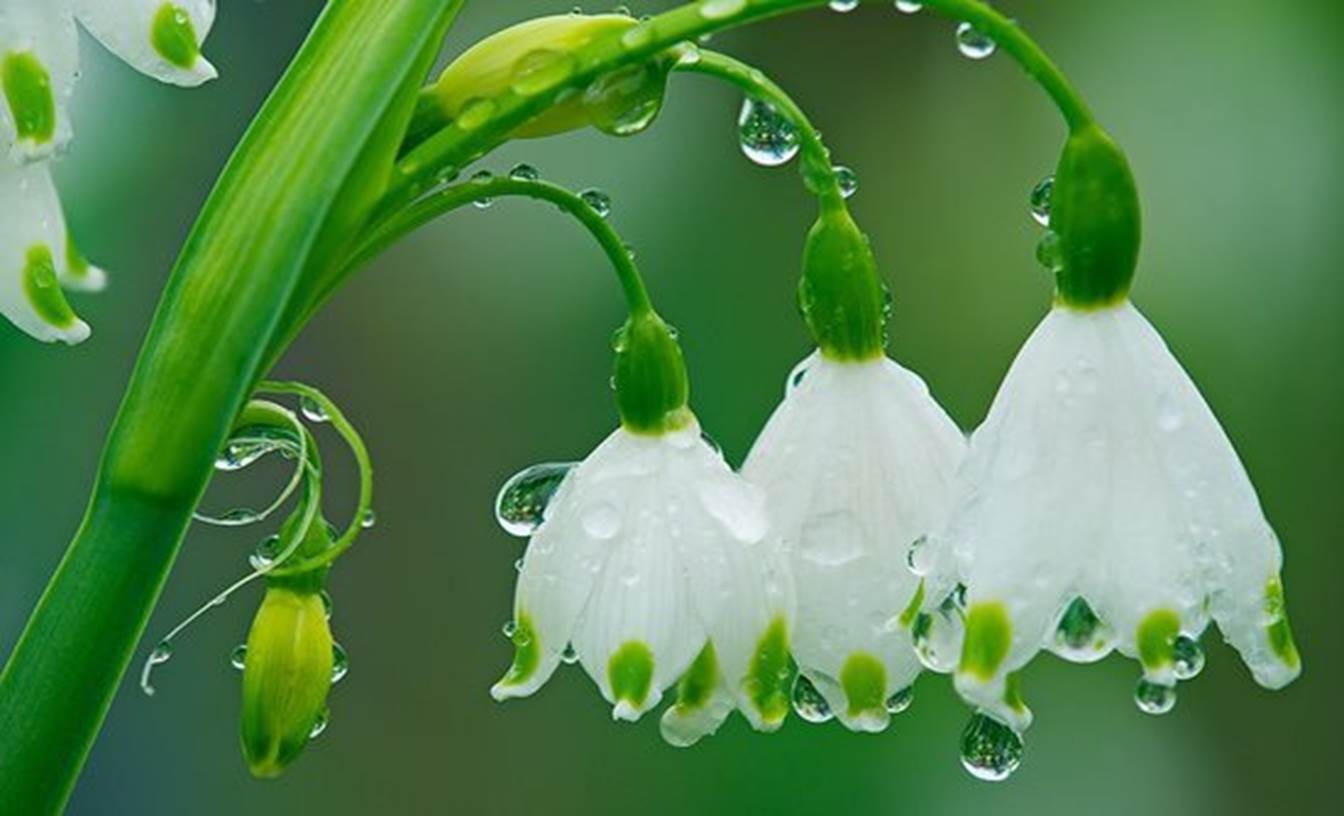 Rain Drops On Flowers , HD Wallpaper & Backgrounds