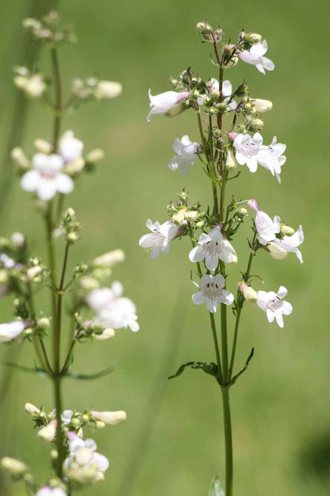 White Wild Flowers , HD Wallpaper & Backgrounds