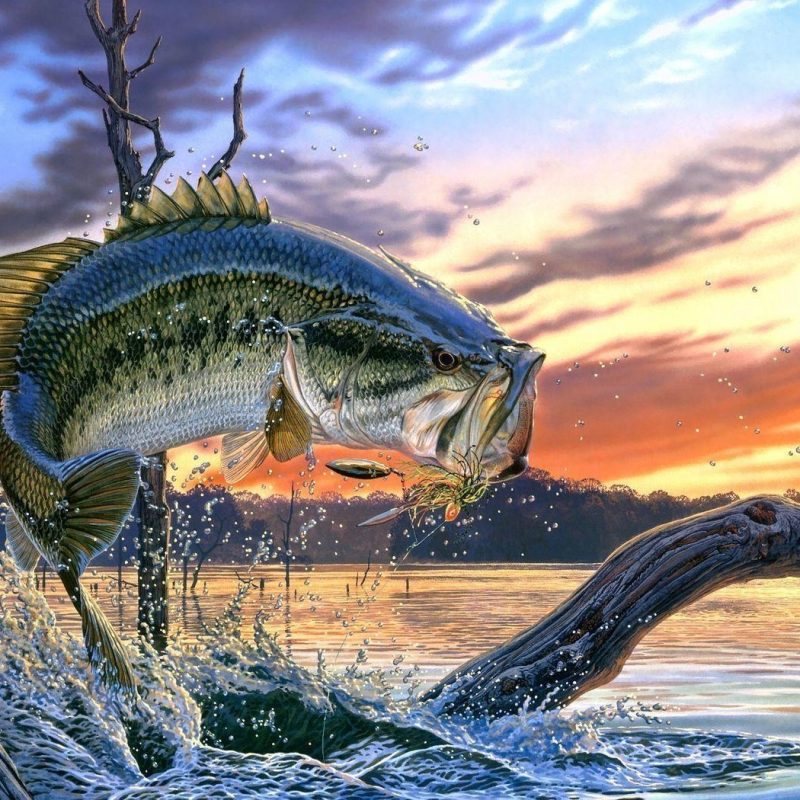 Bass Fishing , HD Wallpaper & Backgrounds