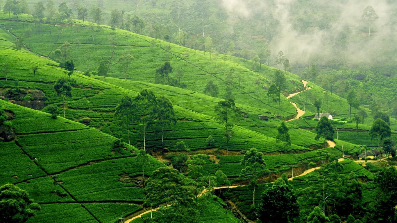 Hd Sri Lanka Wallpaper - Sri Lanka Tea Plantation , HD Wallpaper & Backgrounds
