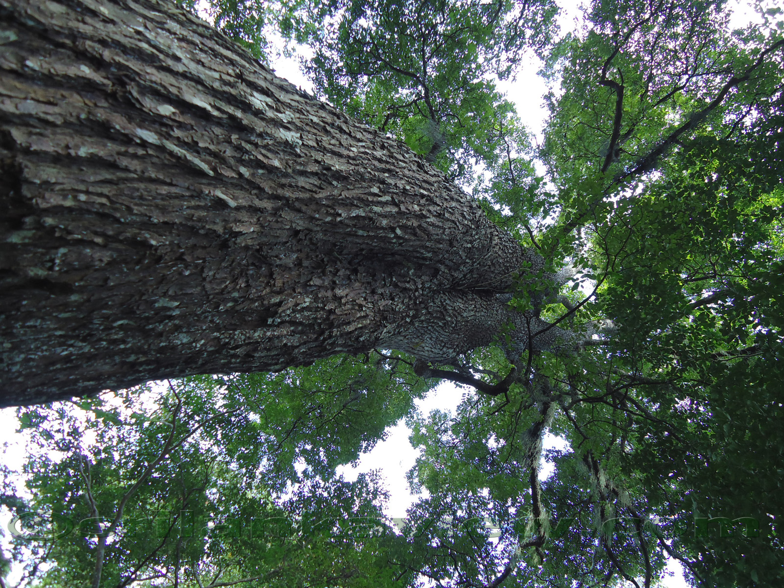 Peradeniya Botanical Garden - Old-growth Forest , HD Wallpaper & Backgrounds