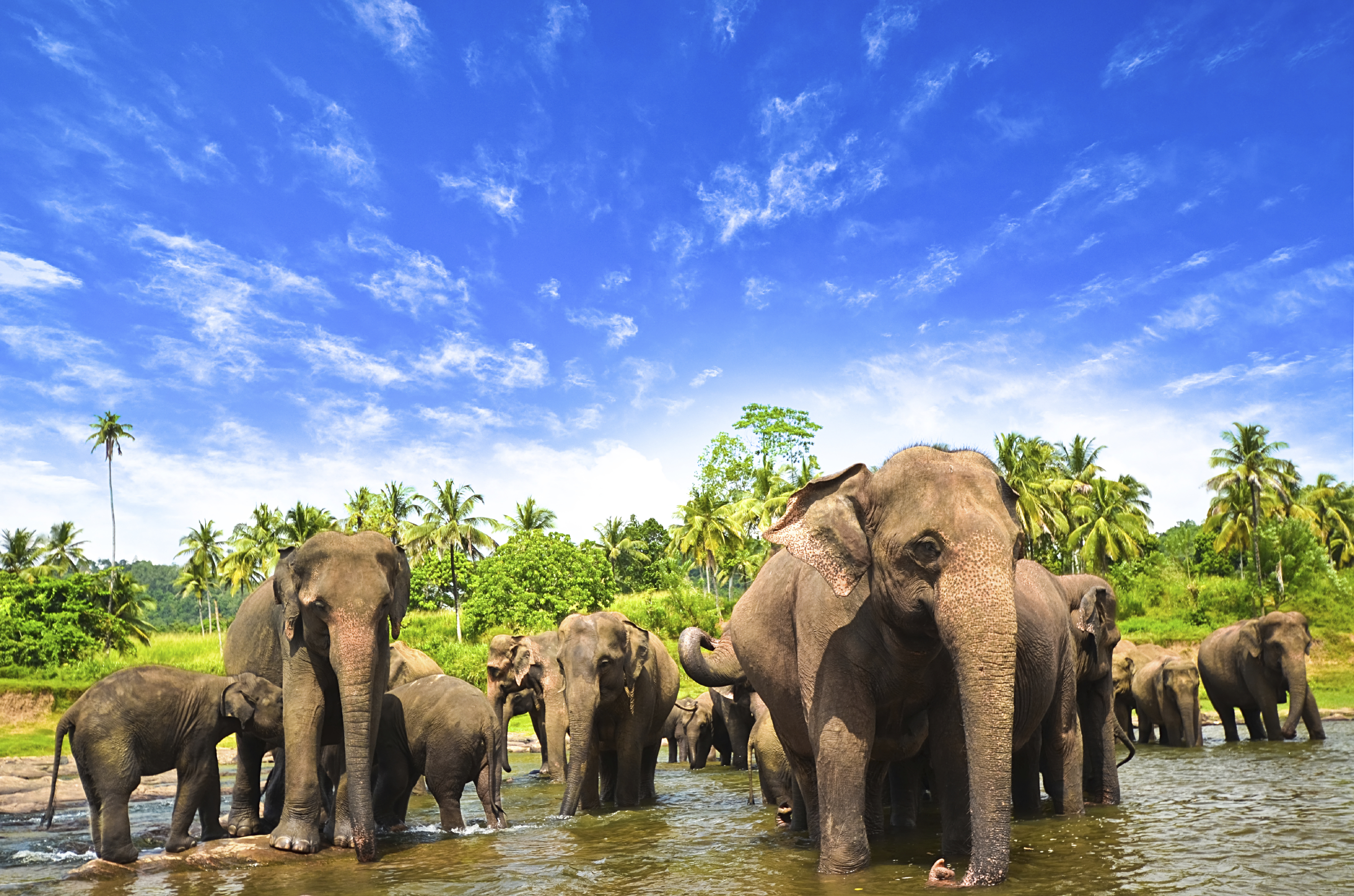 Sri Lanka Wallpaper - Elephants In Sri Lanka , HD Wallpaper & Backgrounds