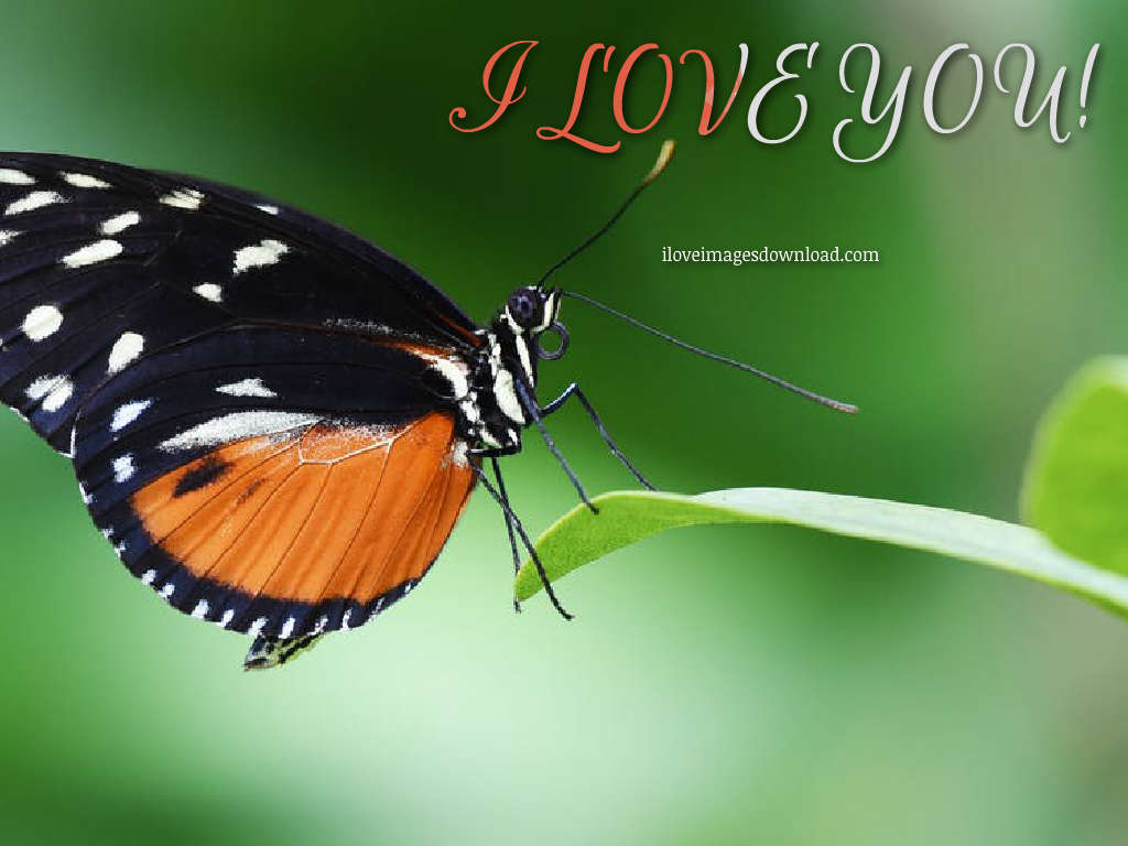 I Love You Too Images - Butterfly Close Up Photography , HD Wallpaper & Backgrounds