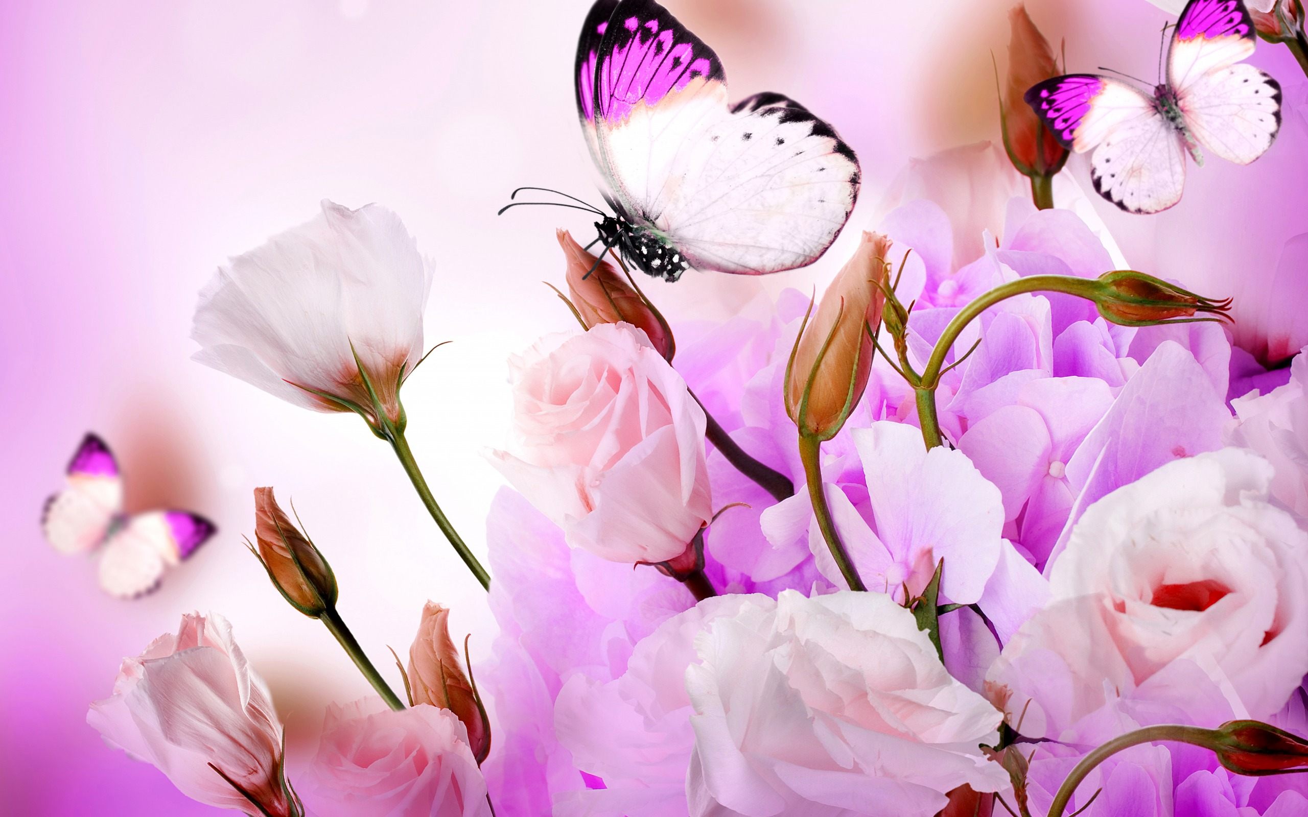 Butterfly Wallpaper - Full Hd Flowers And Butterfly , HD Wallpaper & Backgrounds