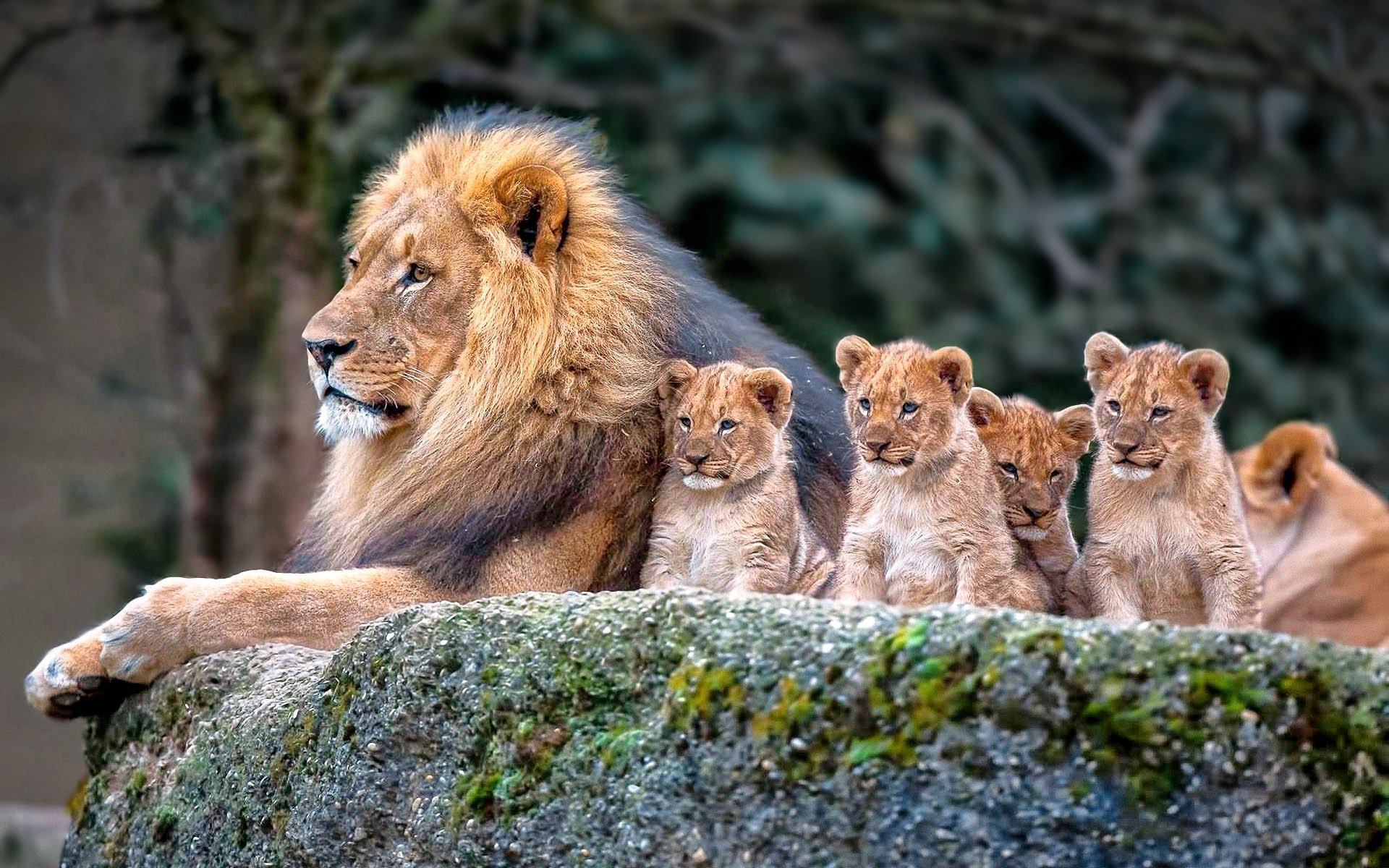 Wallpapers Id - - Lion Family , HD Wallpaper & Backgrounds