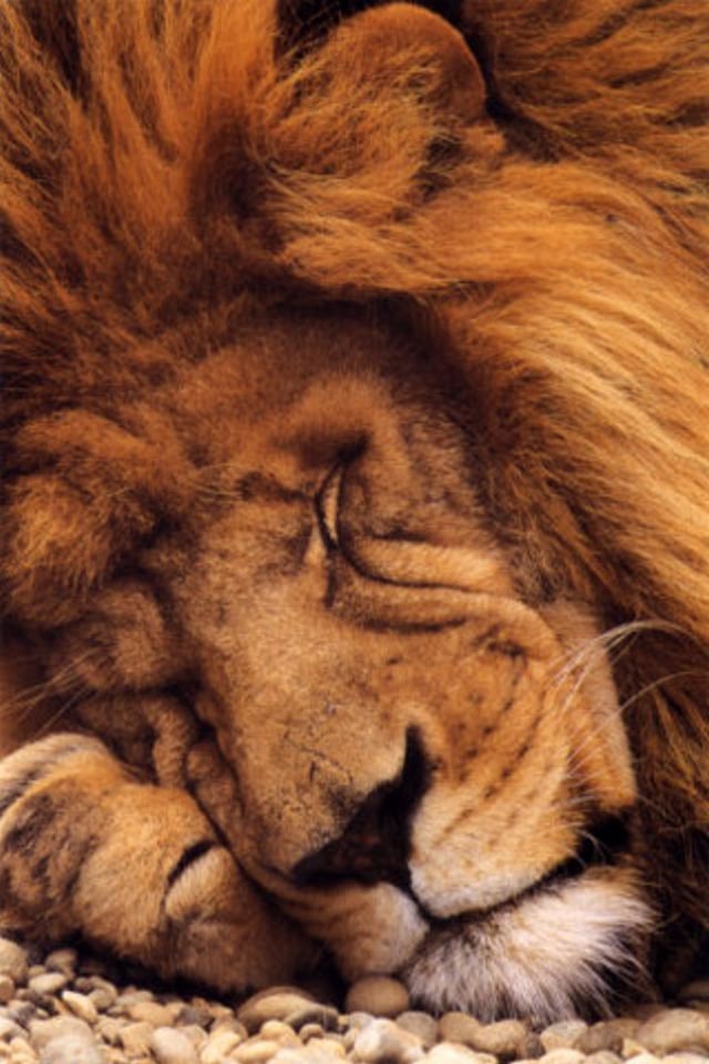 Schlafender Löwe Iphone 4 Wallpaper - Lion Sleeping At Night , HD Wallpaper & Backgrounds
