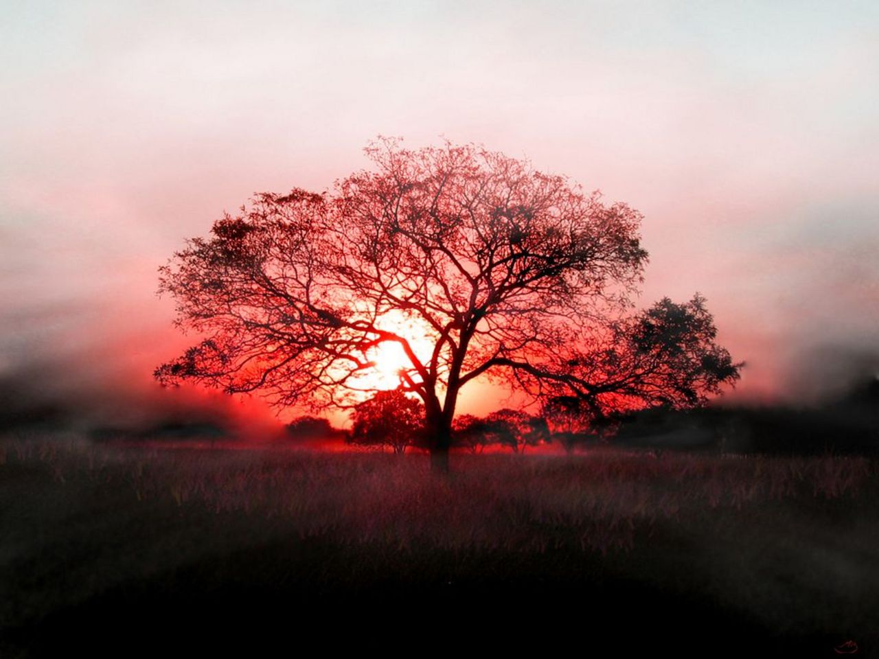 Natural Scenery Wallpapers Free Download - Sunset Tree , HD Wallpaper & Backgrounds