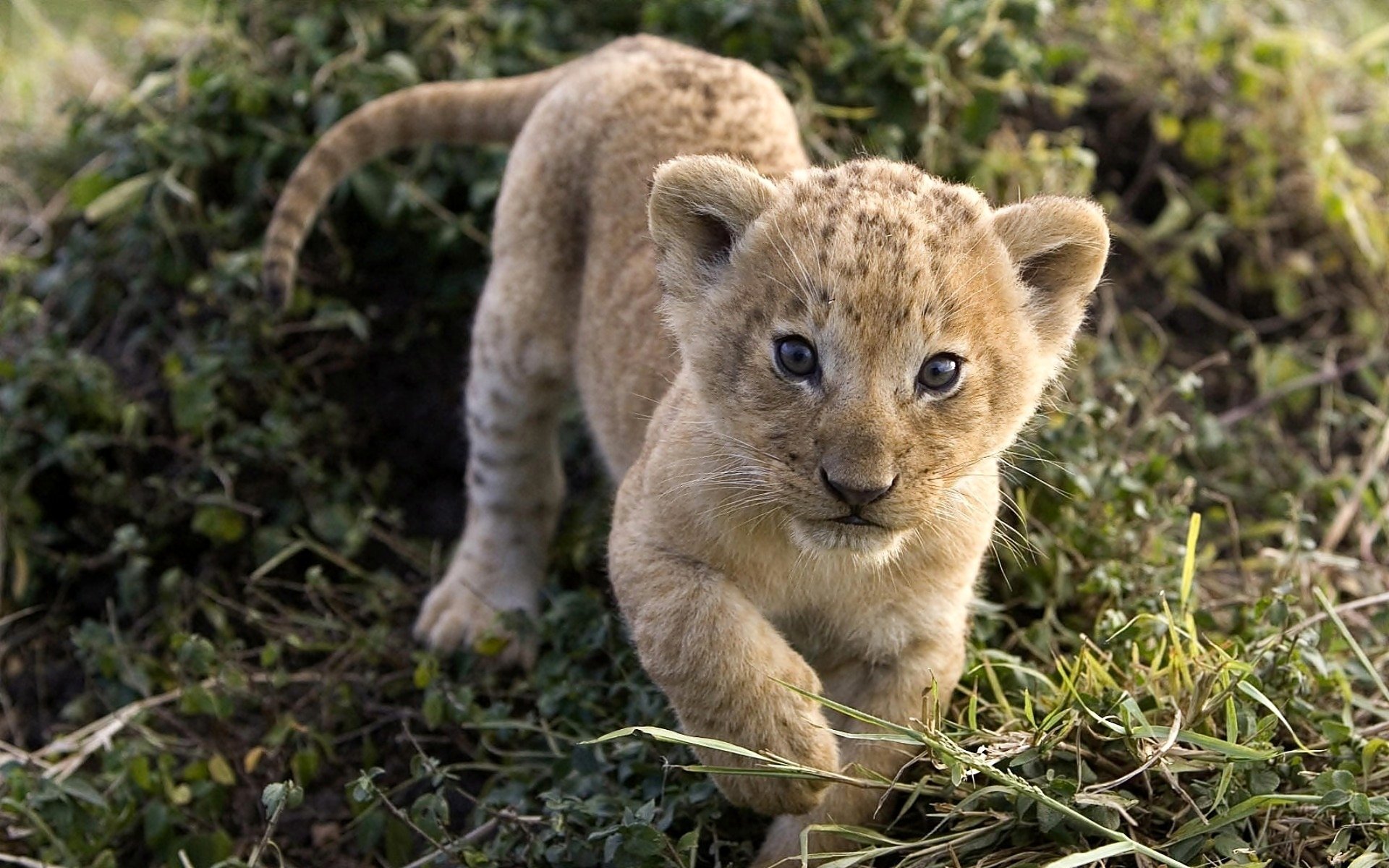 Wallpapers Id - - Lion Kid , HD Wallpaper & Backgrounds