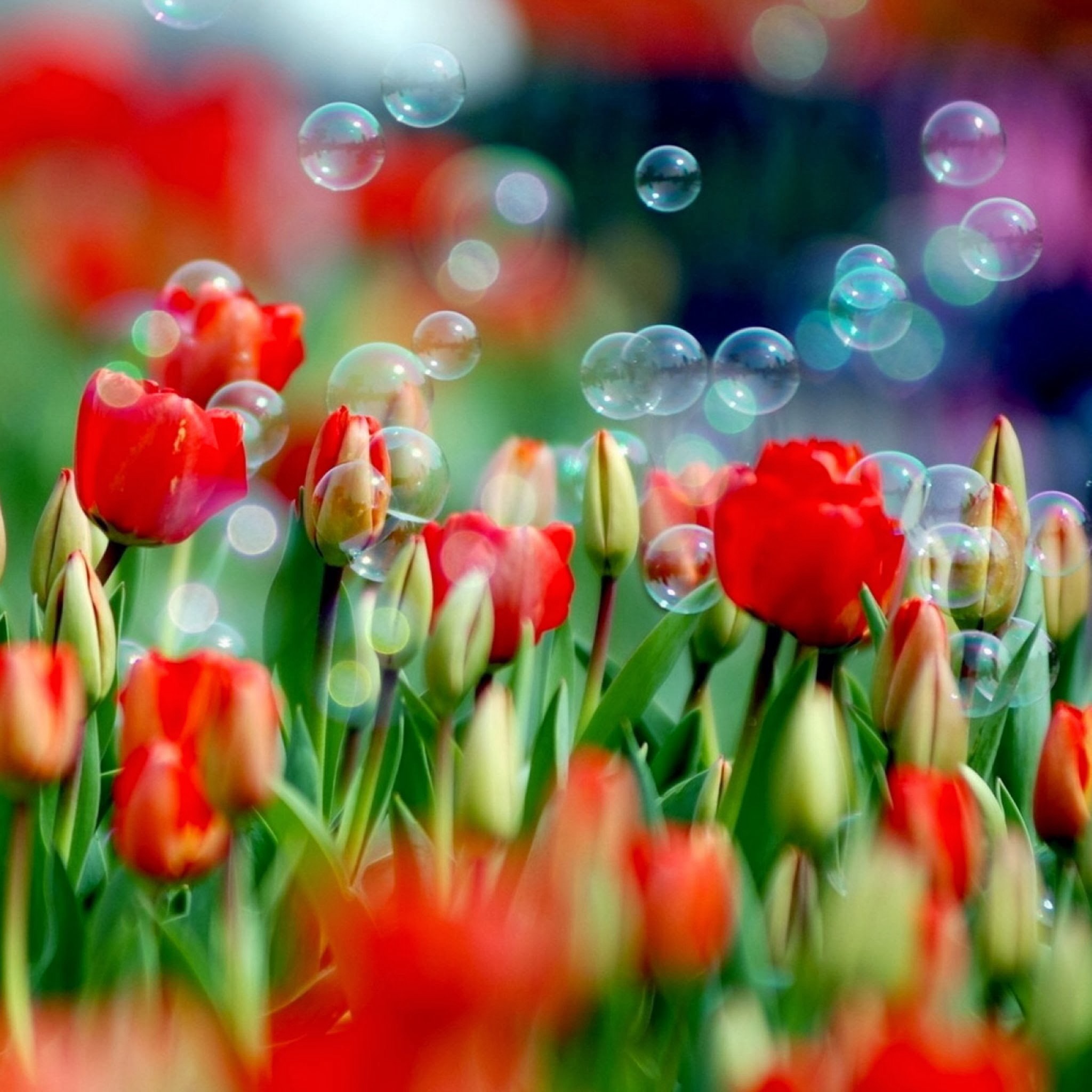 Colorful Flowers Hd Wallpaper Free Download - Flower Scenery Images Hd , HD Wallpaper & Backgrounds