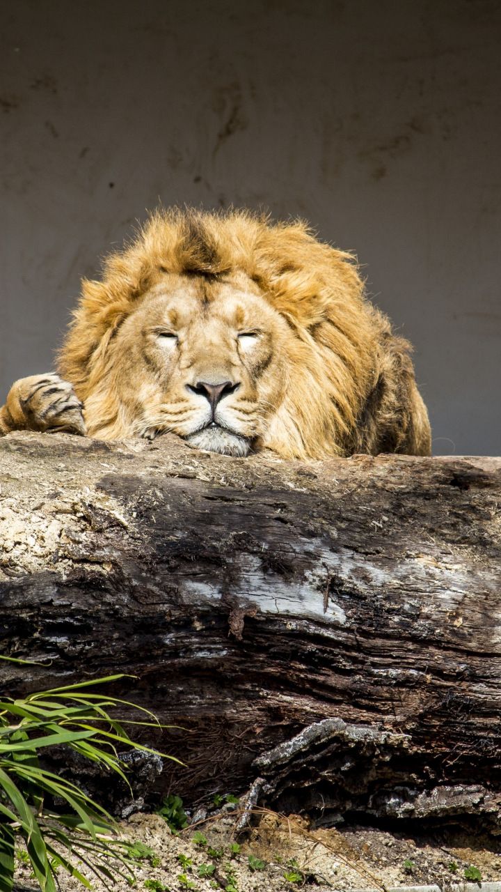 Lion, Relaxed, Predator, Animal, Wild, Wallpaper - Relaxed Lion , HD Wallpaper & Backgrounds