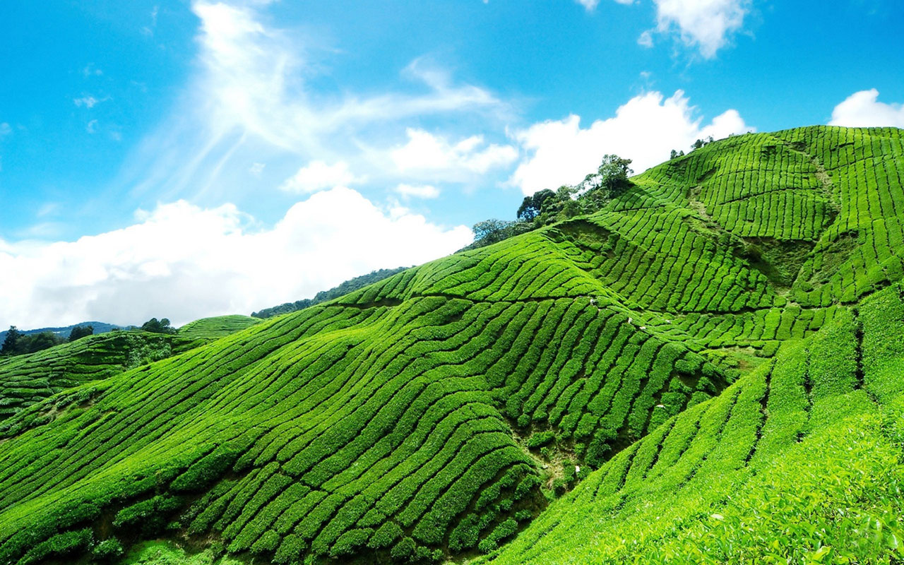 The World Outside The Tea Gardens Beautiful Scenery - Tea Plantation Tamil Nadu , HD Wallpaper & Backgrounds