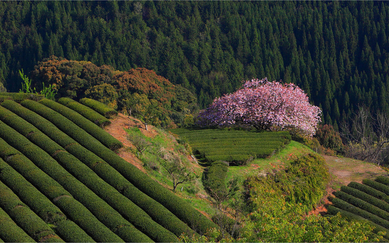Природный потенциал японии. Чайные плантации в Японии. Леса Японии Хоккайдо. Леса Китая. Природные условия Японии.