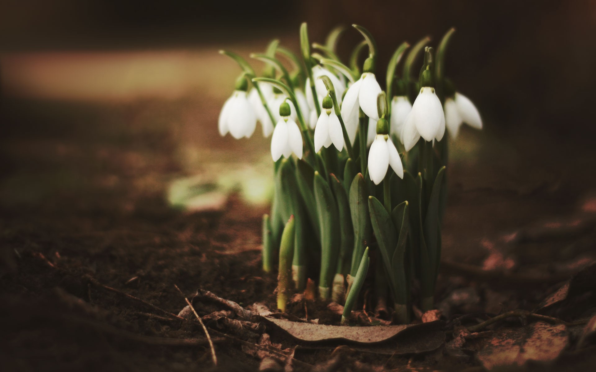 Frühling Schneeglöckchen Wallpapers And Stock Photos - Snowdrops Hd , HD Wallpaper & Backgrounds