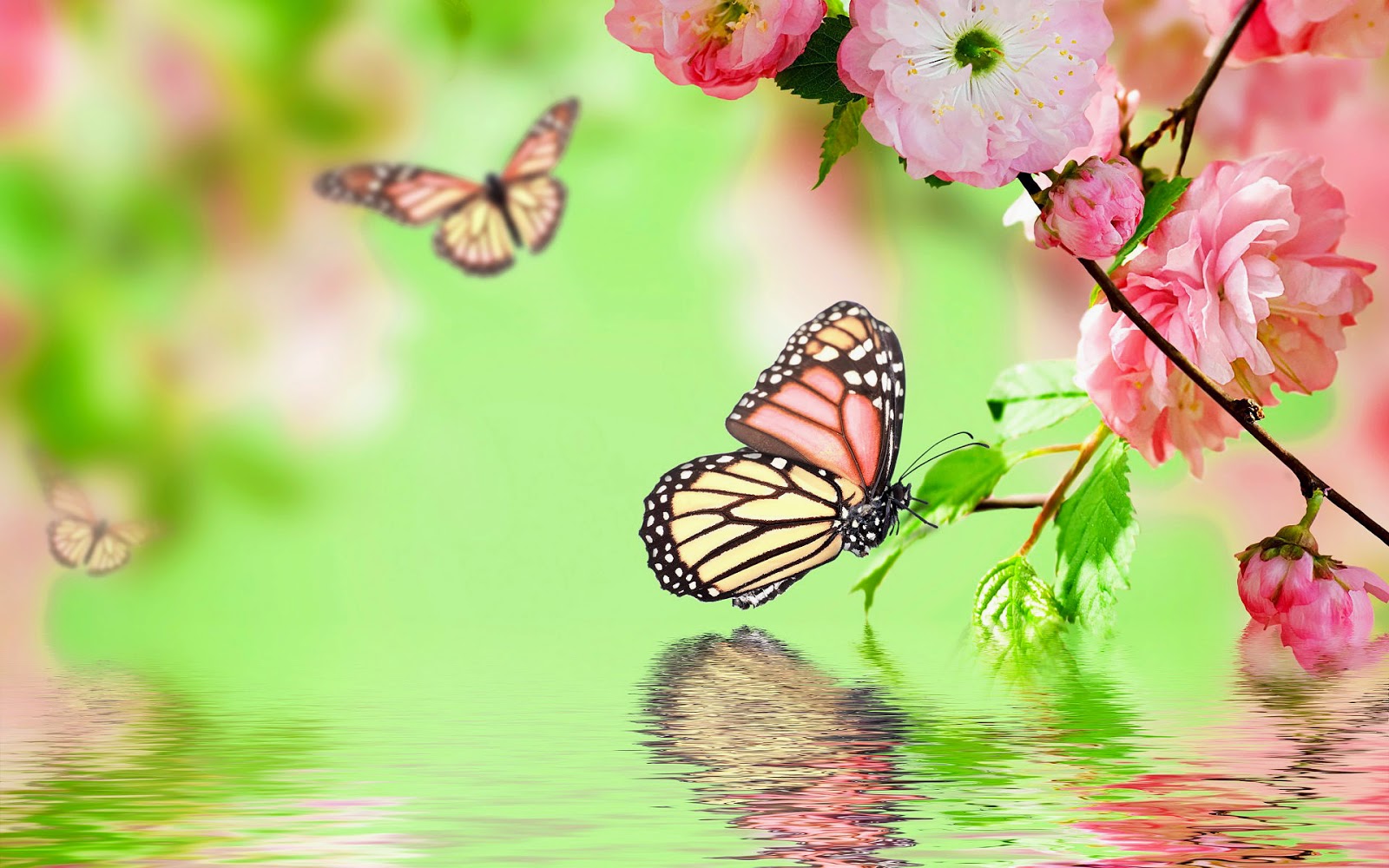 Wallpaper - Beautiful Pictures Of Flowers And Butterflies With , HD Wallpaper & Backgrounds