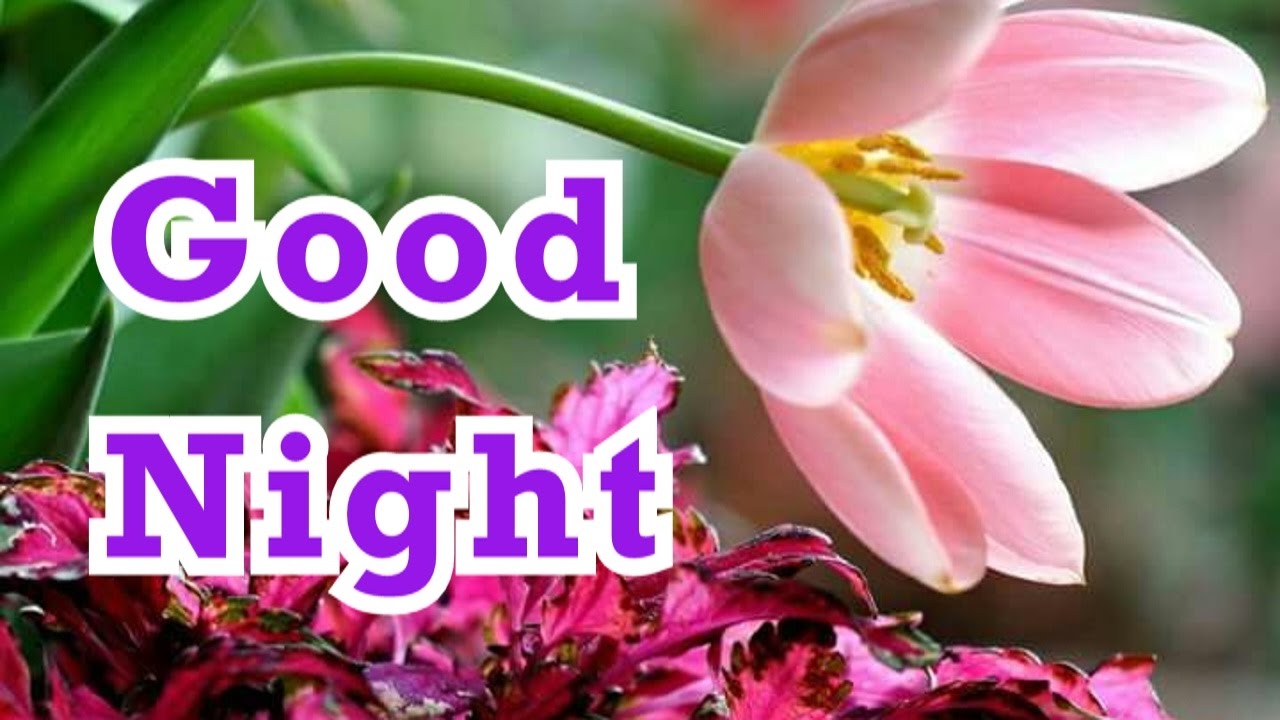 Good Night Pics Wallpapers Images - Beautiful Flowers Good Night , HD Wallpaper & Backgrounds
