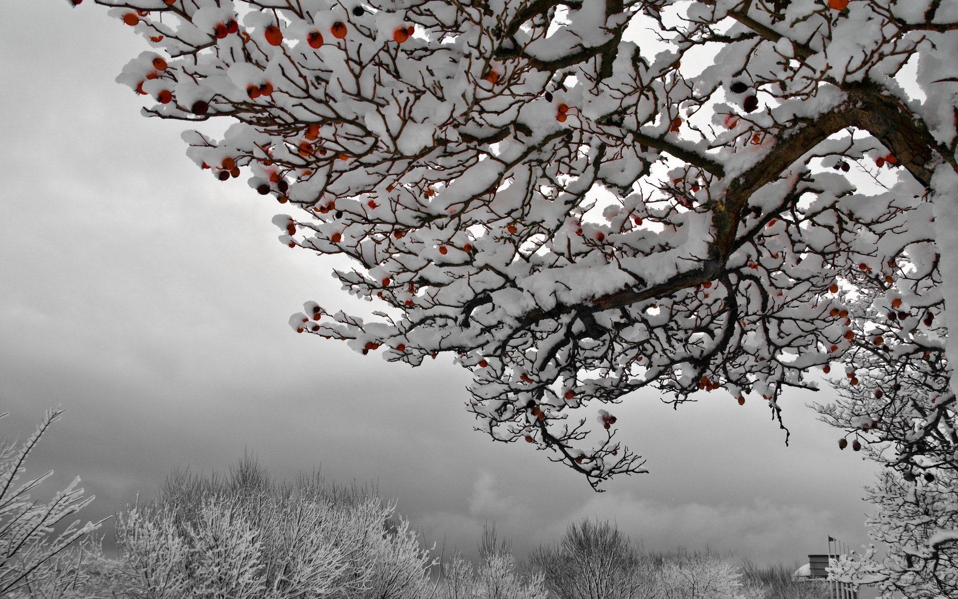 Winter Frühling Sommer Herbst Und Wieder Winter - Snow , HD Wallpaper & Backgrounds