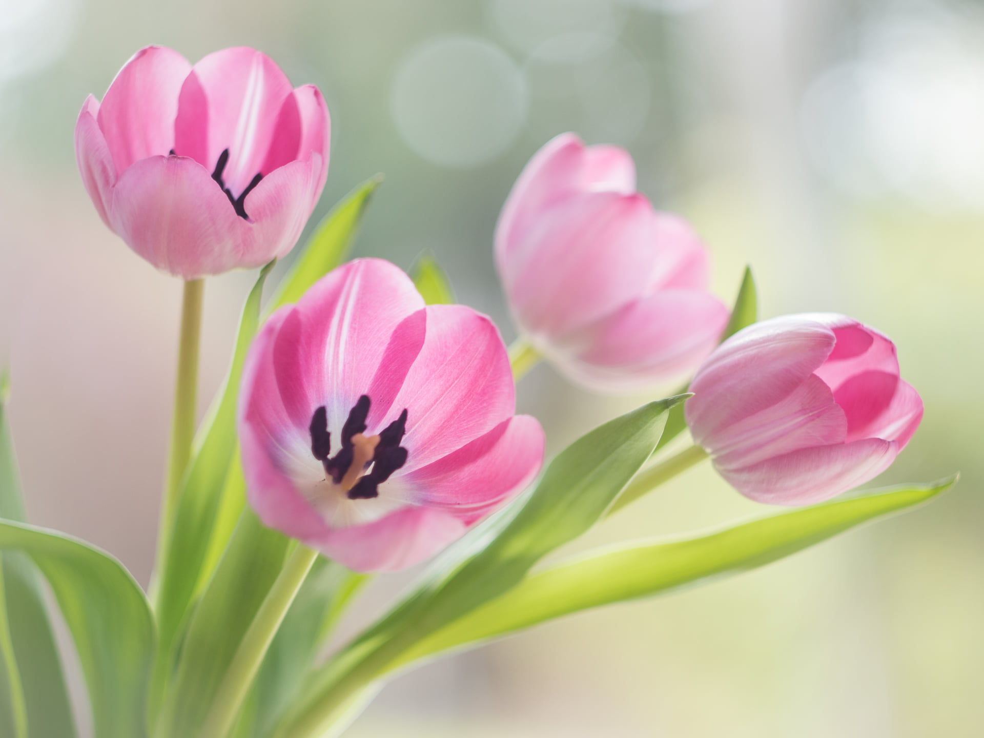 White And Pink Petaled Flowers, Good Morning, Flickr, - Prayer For Easter , HD Wallpaper & Backgrounds