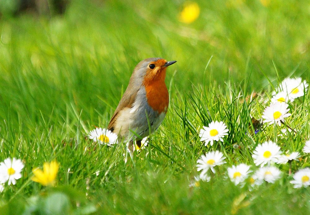 Buch Detailansicht - Vögel Im Frühling , HD Wallpaper & Backgrounds