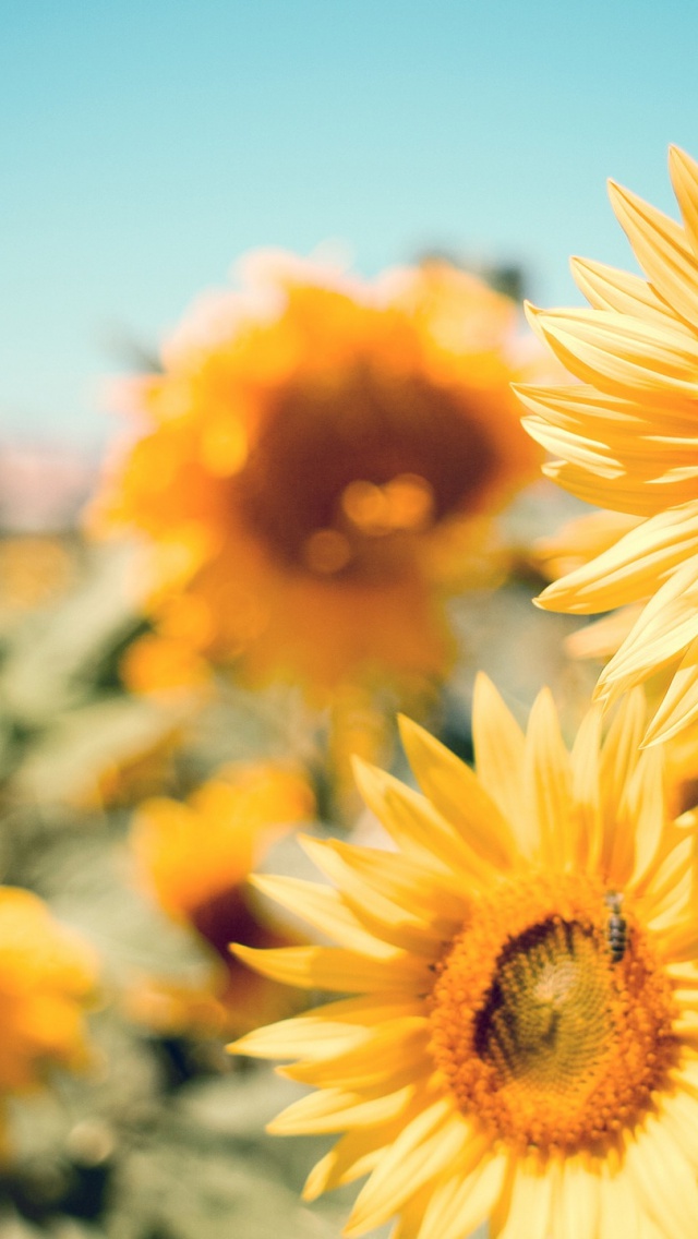 Sunflower Iphone 6 Plus , HD Wallpaper & Backgrounds