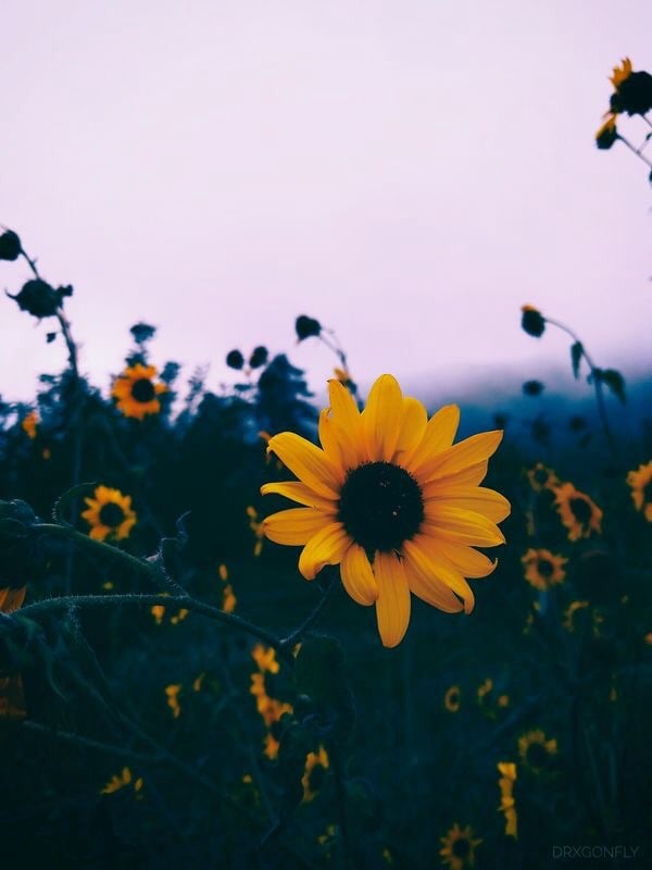 Sunflower Aesthetic , HD Wallpaper & Backgrounds