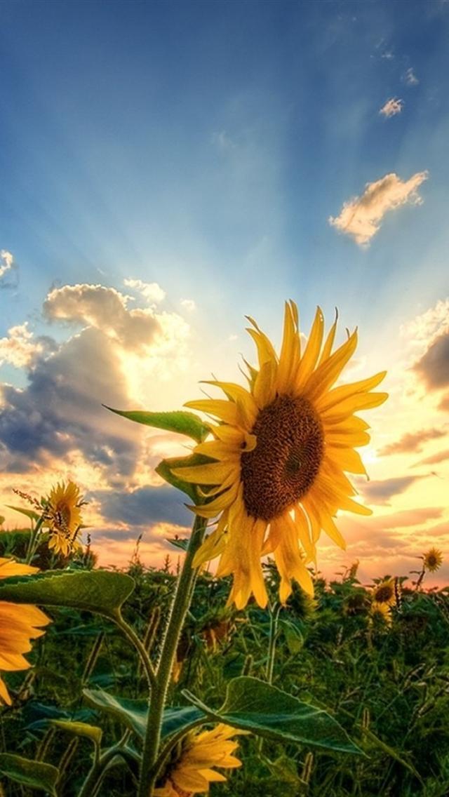 Sunflower Field - Sunflower Field Iphone Background , HD Wallpaper & Backgrounds