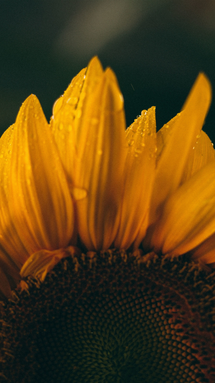 Close Up, Petals, Sunflower, Wallpaper - Hd Phone Background Sunflower , HD Wallpaper & Backgrounds