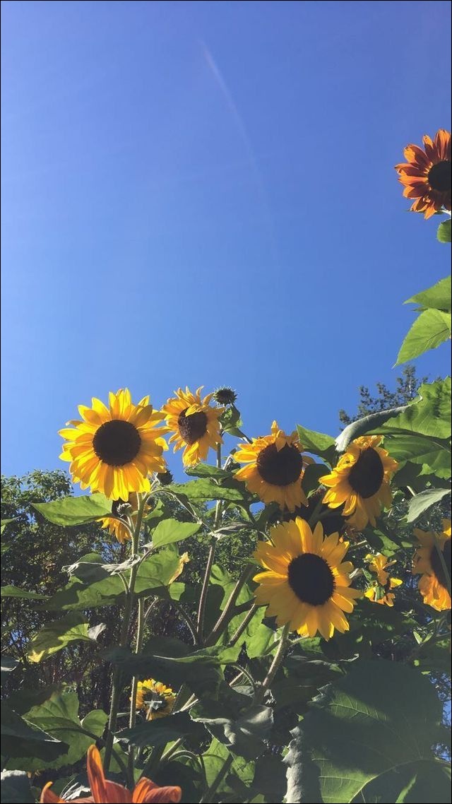 Pin Od Maria Na Flowers Or Work Of Art• Pinterest - Aesthetic Sunflower
