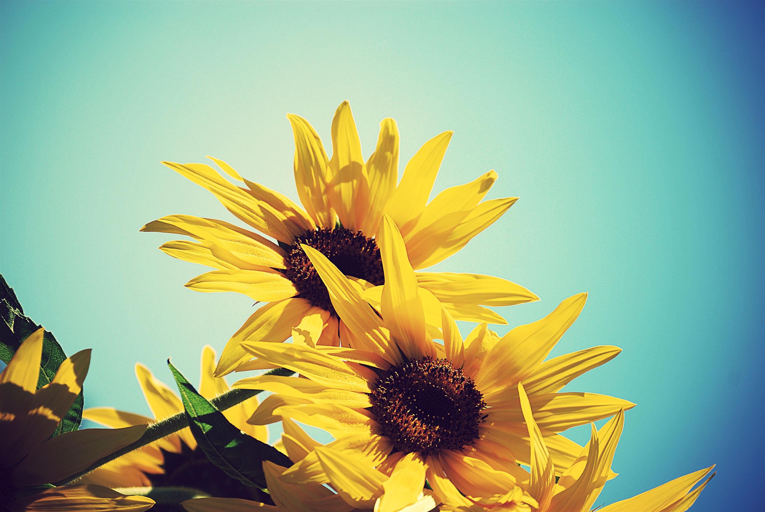 Sunflower Tumblr Wallpapers Background - Windows Sunflower Background , HD Wallpaper & Backgrounds