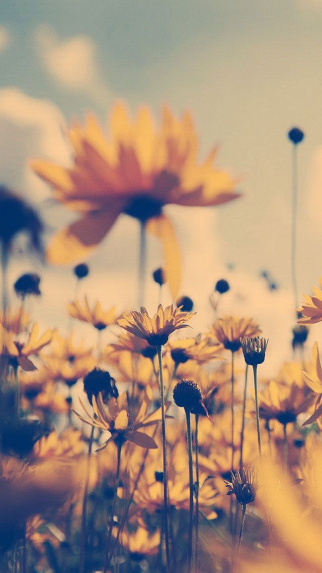 Summer Iphone Wallpaper - Vintage Phone Backgrounds Hd , HD Wallpaper & Backgrounds