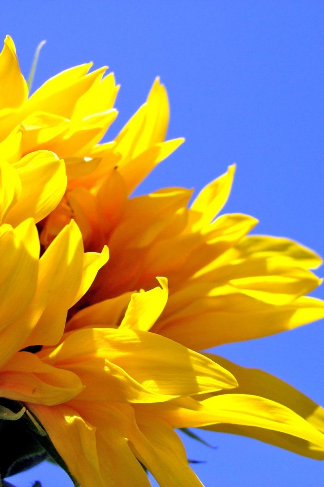 Sunflower , HD Wallpaper & Backgrounds