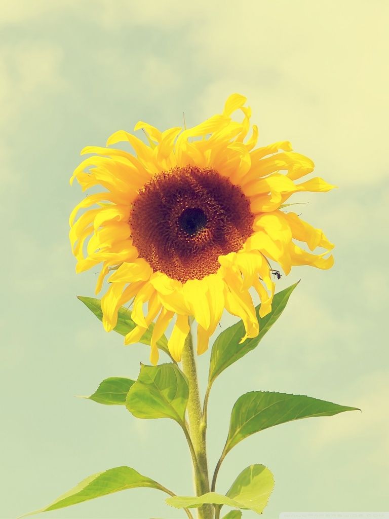 Sunflower Close Up - Optimistic Wallpaper Hd , HD Wallpaper & Backgrounds