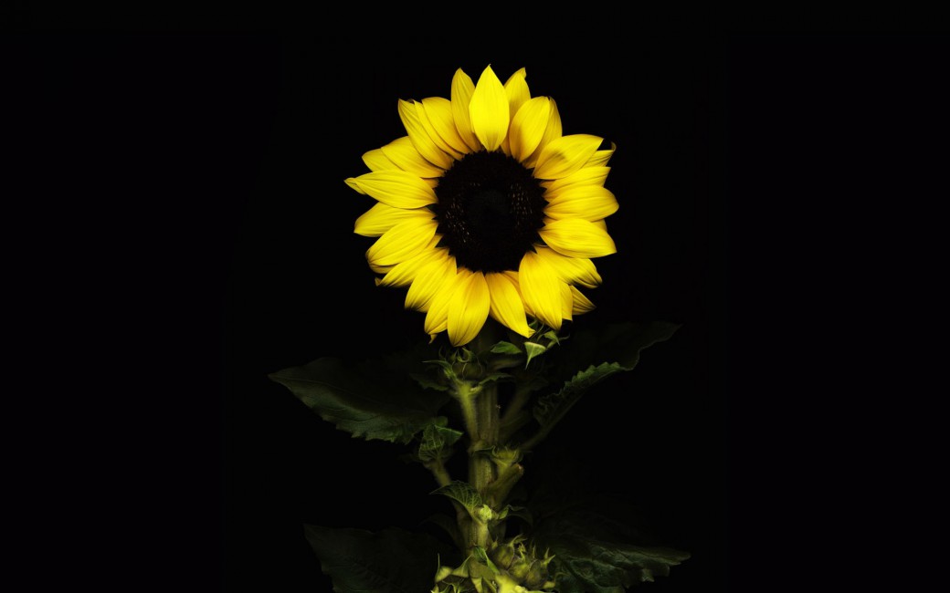 Sunflower Black Background With Flower - Fondo De Pantalla Girasol , HD Wallpaper & Backgrounds