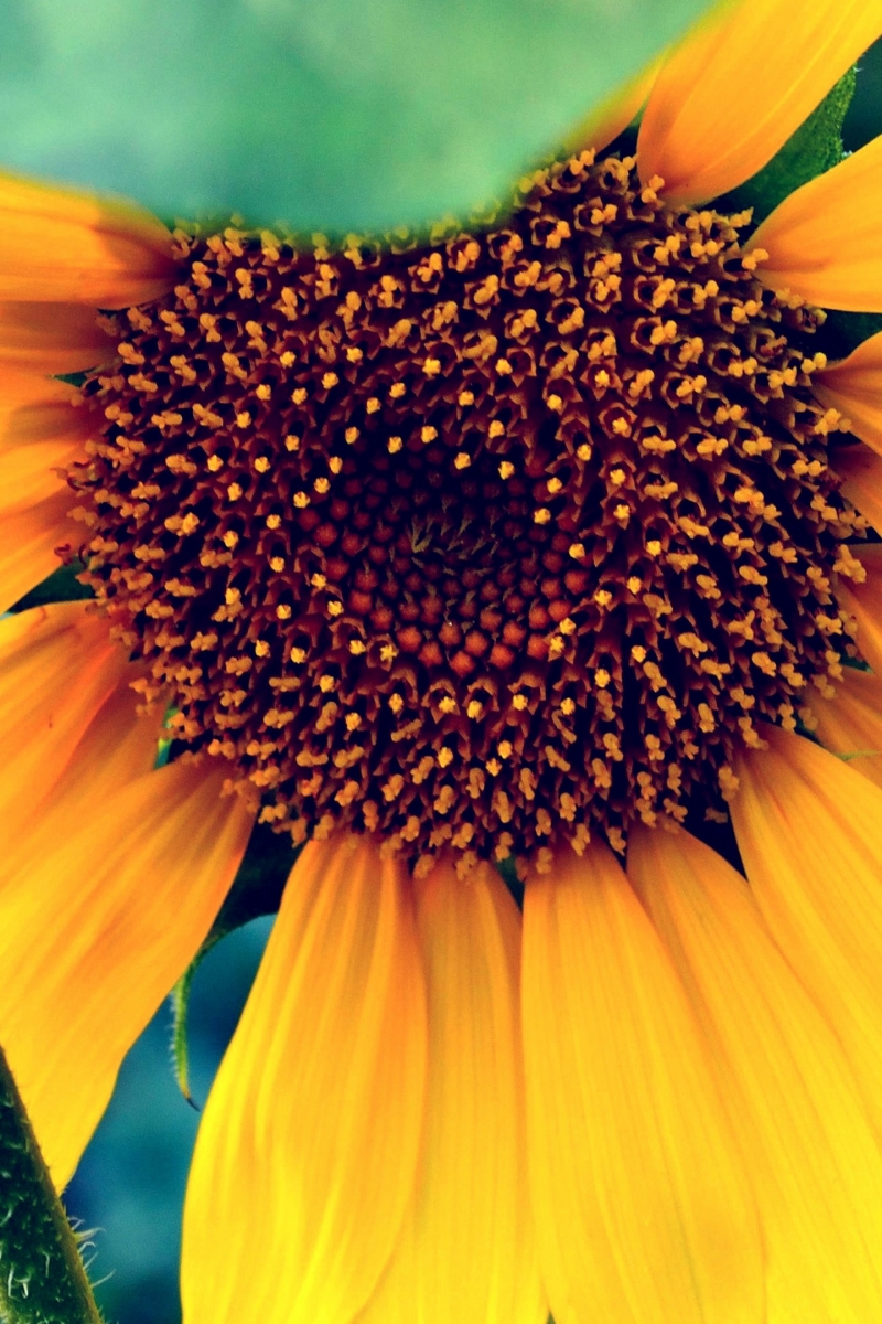 Other Dimensions Of This Wallpaper - Desktop Background Hd Sunflower , HD Wallpaper & Backgrounds
