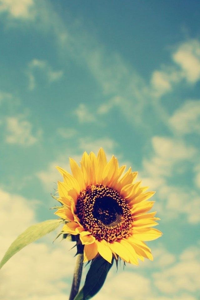 Iphone 6 Sunflowers Wallpapers Hd, Desktop Backgrounds - Sunflower Wallpaper Hd Portrait , HD Wallpaper & Backgrounds