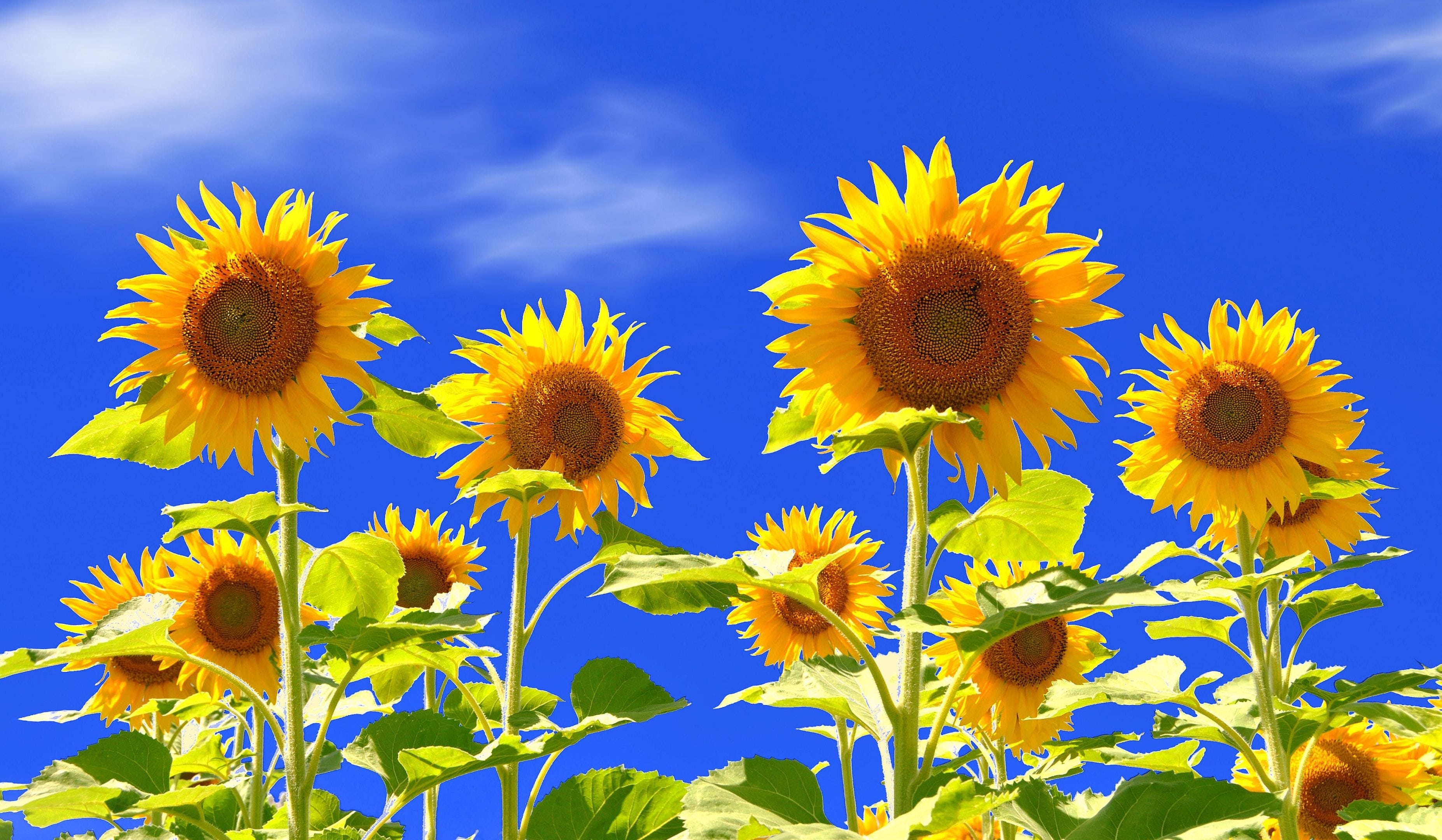 Sunflower Hd Wallpapers - Imagini De Fundal Cu Floarea Soarelui , HD Wallpaper & Backgrounds