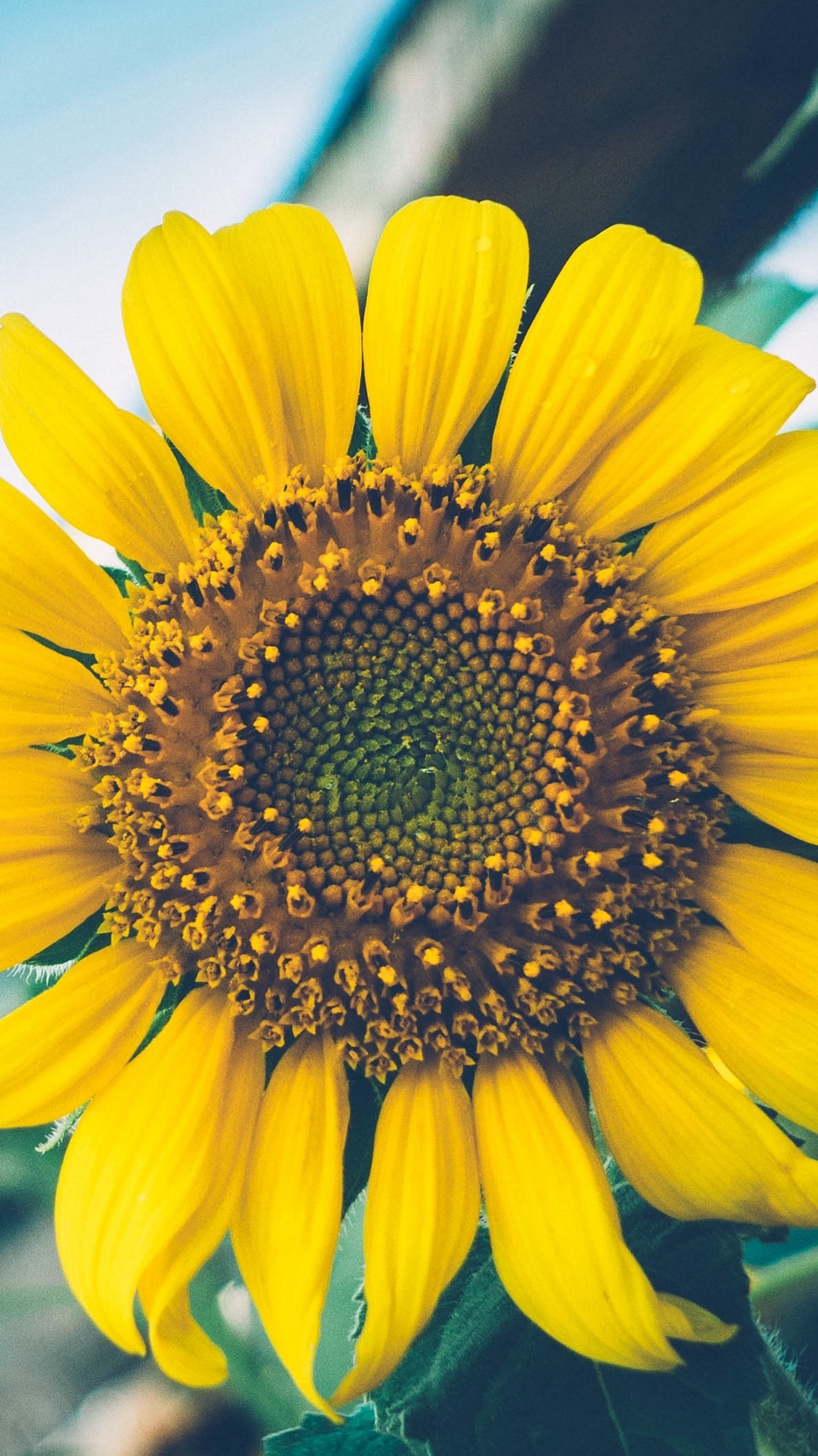 Wallpaper Sunflower, Flower, Petals - Sunflower , HD Wallpaper & Backgrounds